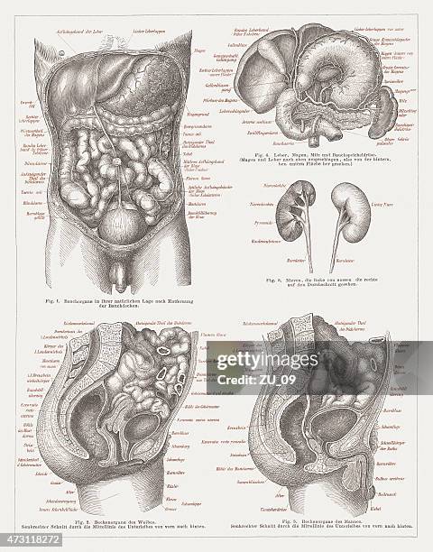 ilustraciones, imágenes clip art, dibujos animados e iconos de stock de órganos internos de personas, lithograph, publ.   1875 - genitalia female