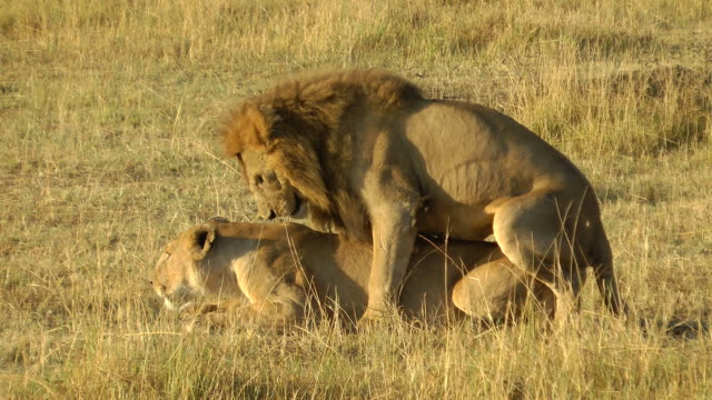 301 Mating Lions Videos and HD Footage - Getty Images