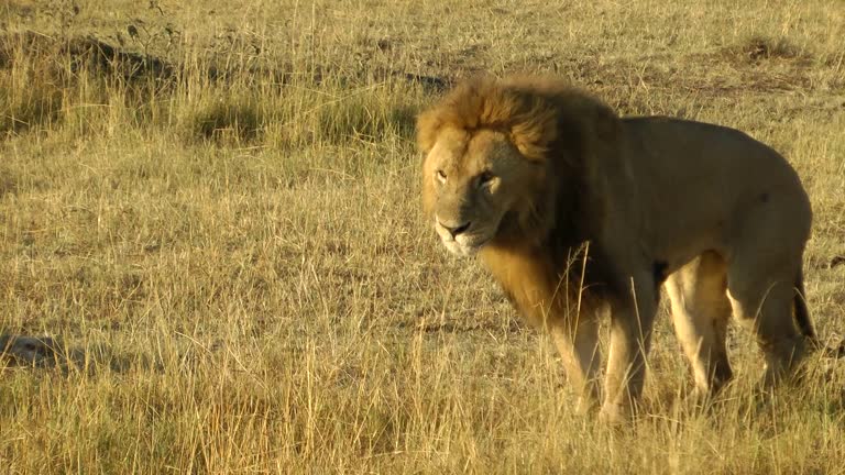 301 Mating Lions Videos and HD Footage - Getty Images 301 Mating Lions Videos and HD Footage - Getty Images