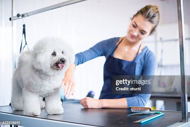 weibliche hund groomer zähne ein bichon frisé hund - fellpfleger stock-fotos und bilder