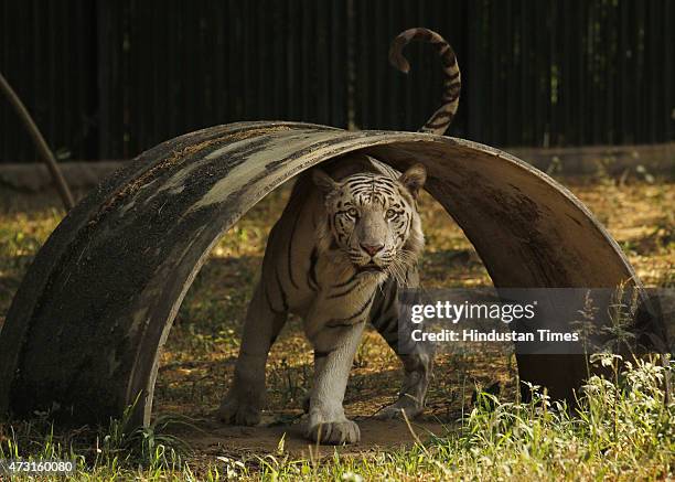 White Tiger playing in his enclosure at the Delhi Zoo, on May 13, 2015 in New Delhi, India.