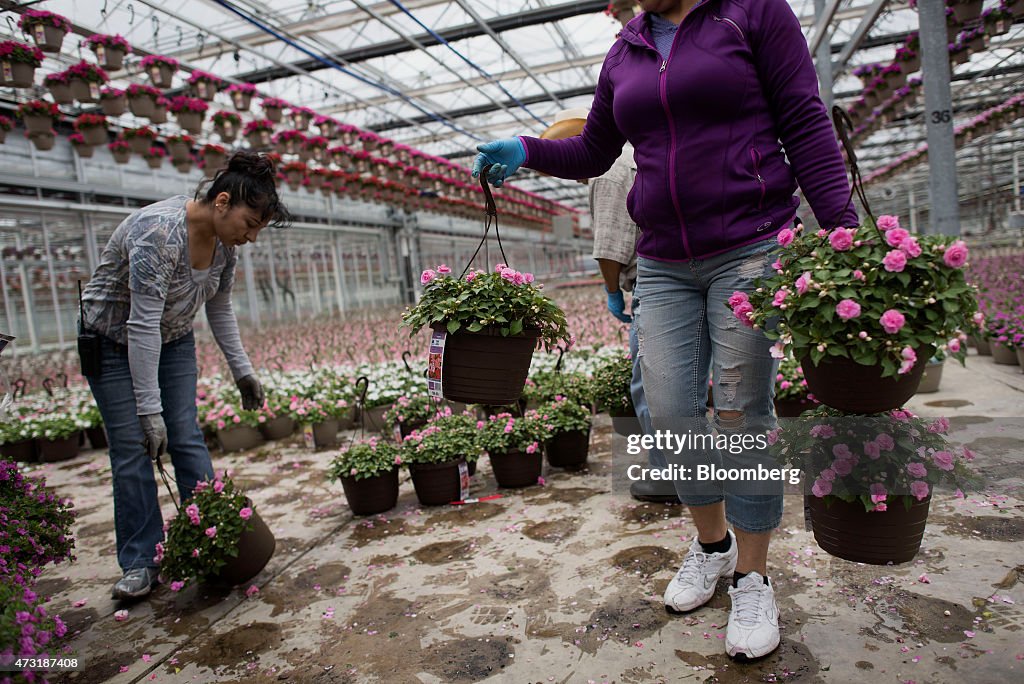 Operations Inside The Color Point Greenhouse As Wholesale Inventories Increase