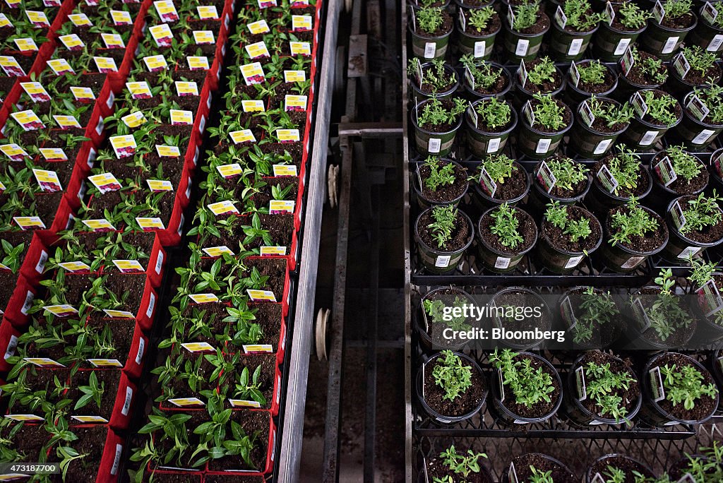 Operations Inside The Color Point Greenhouse As Wholesale Inventories Increase