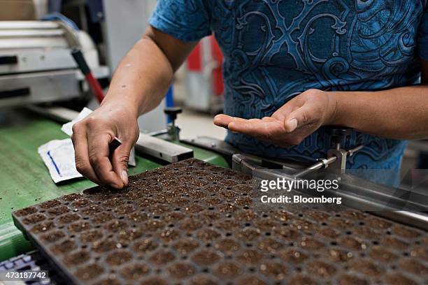Worker plants impatient seeds inside a greenhouse at the Color Point LLC facility in Granville, Illinois, U.S., on Tuesday, May 12, 2015. March...