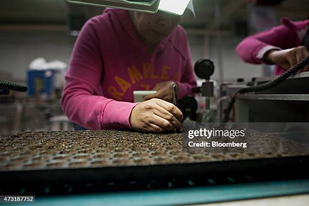 Worker uses tweezers to quality check a tray of freshly planted impatient seeds inside a greenhouse at the Color Point LLC facility in Granville,...