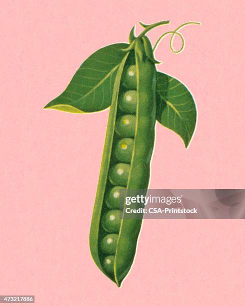 1 372点のエンドウ豆イラスト素材 Getty Images 1 372点のエンドウ豆イラスト素材 Getty Images