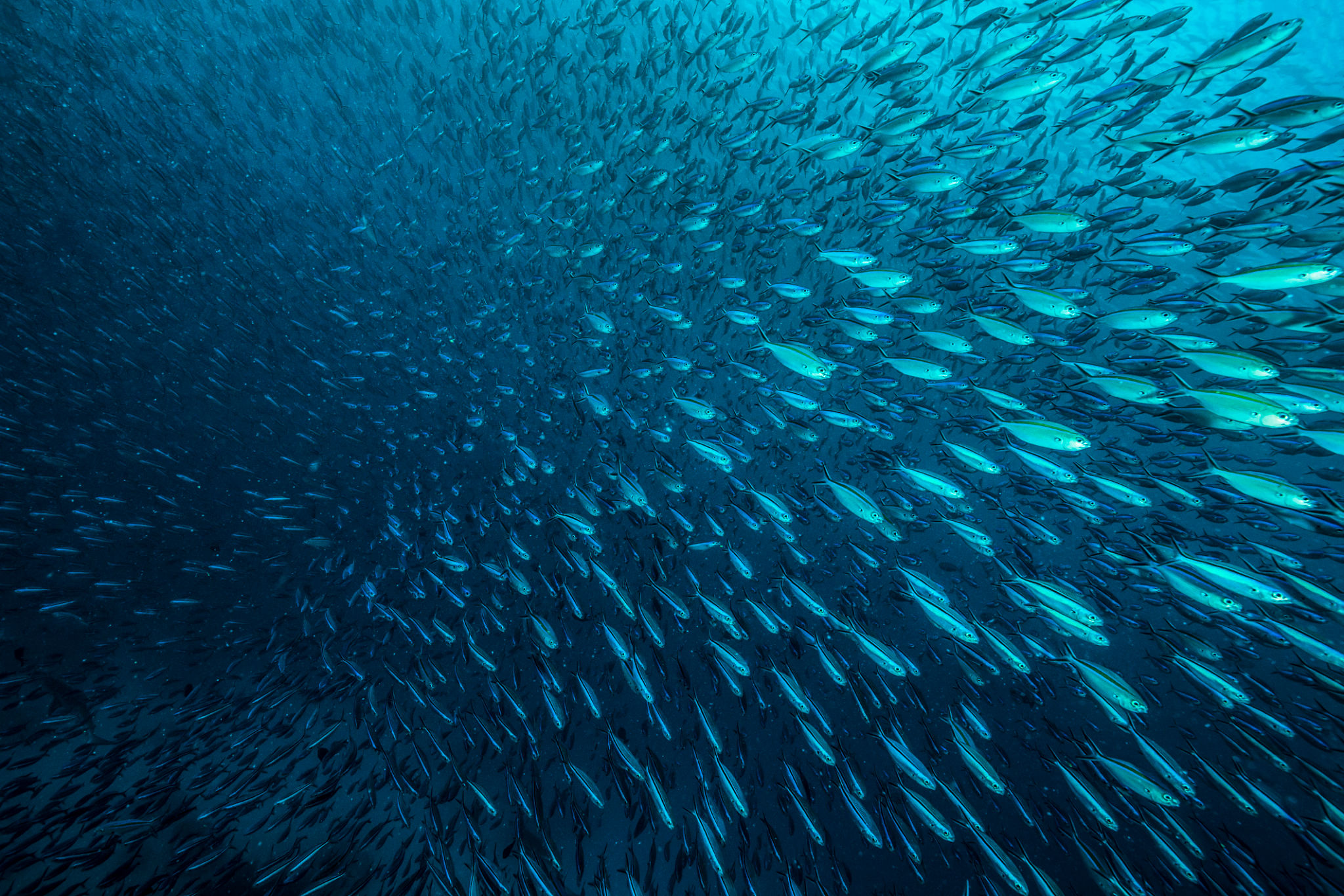 underwater conservation