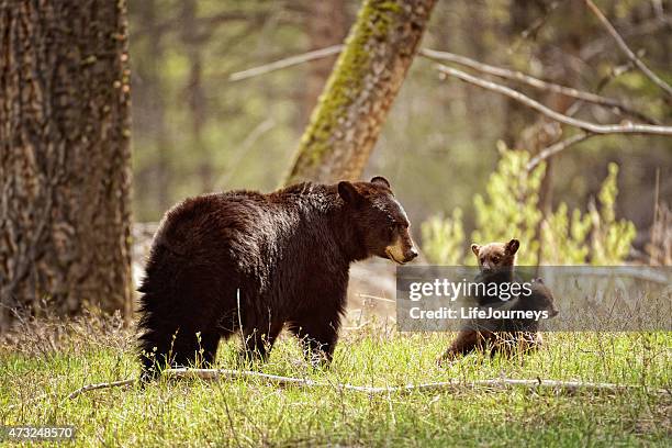 mama urso preto e sua ninhada-parque nacional de yellowstone - mama bear - fotografias e filmes do acervo