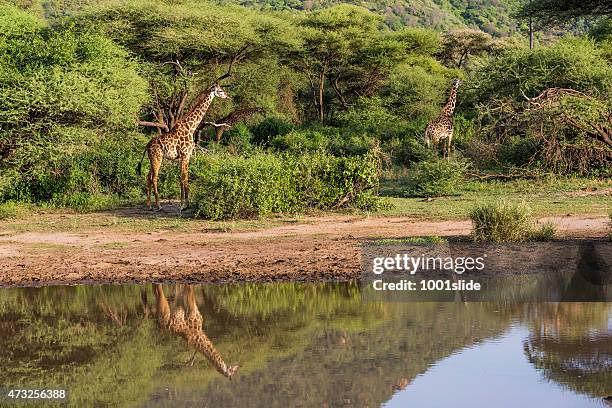 giraffen: spiegelung - lake manyara nationalpark stock-fotos und bilder