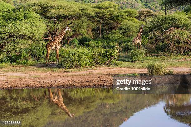 giraffes: reflection - acacia tree stock pictures, royalty-free photos & images