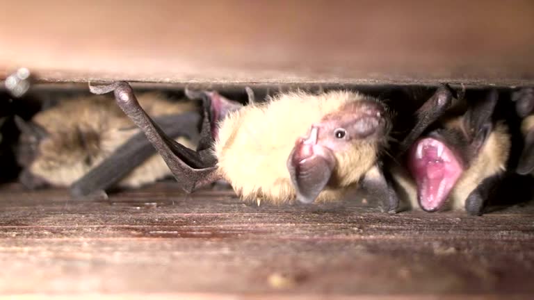 https://media.gettyimages.com/id/473295717/video/bats-in-batbox.jpg?b=1&s=640x640&k=20&c=mY4YPab0L8puJb8A-Khn1u6ZlivSIBcXuSQ3pNeOZo0=