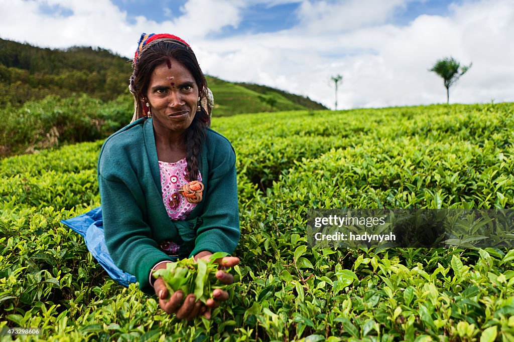 Tamil tea pickers collecting leaves, Sri Lanka