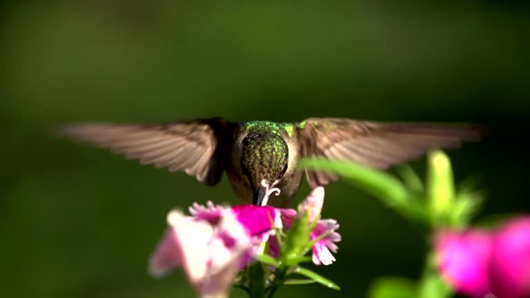 1 658点のハチドリのビデオクリップ 映像 Getty Images 1 658点のハチドリのビデオクリップ 映像 Getty Images