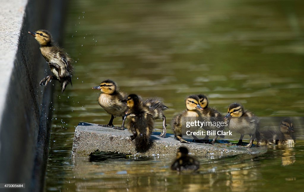 Capitol Ducklings