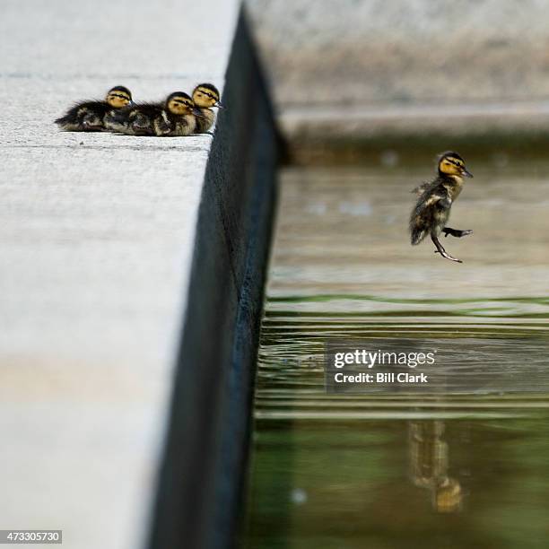 Two-day old ducklings leap into the Lower Senate Park reflecting pool on the U.S. Capitol grounds on Thursday, May 14, 2015. The ten ducklings swam...