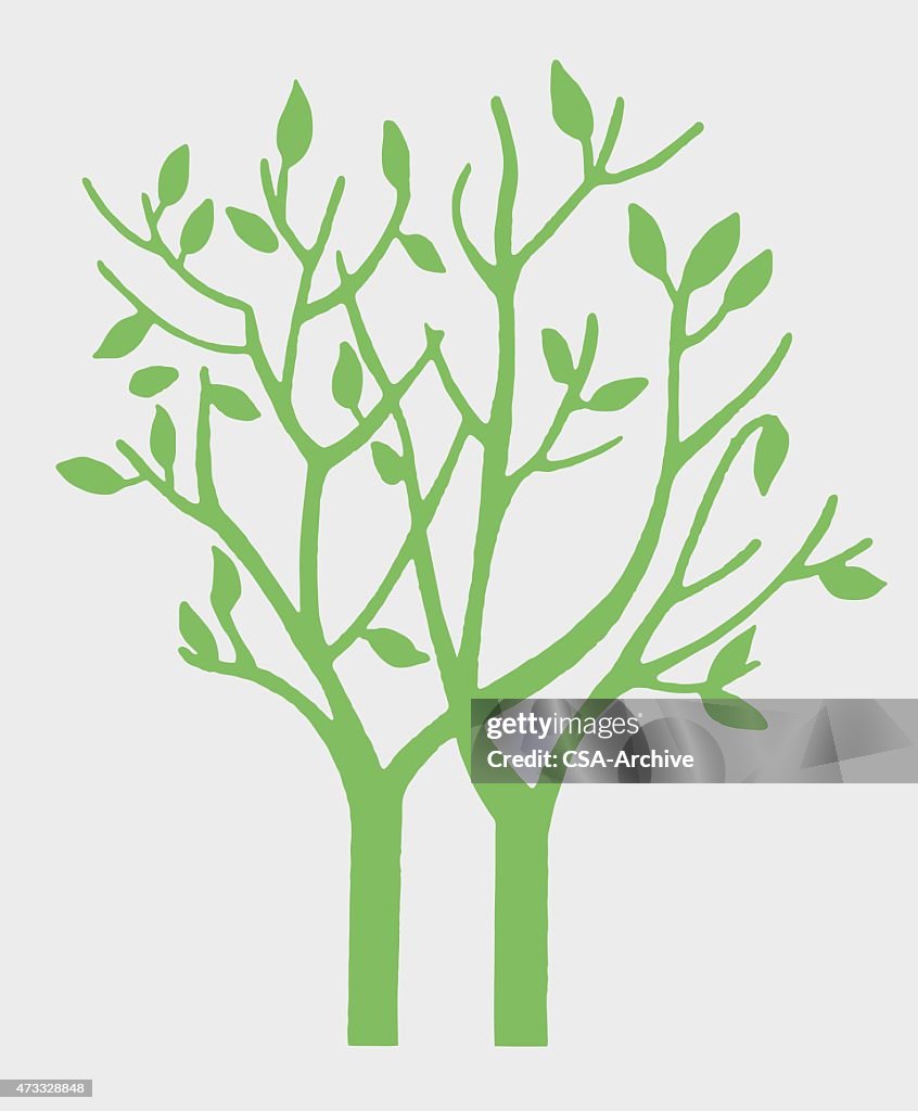 Two Trees High-Res Vector Graphic - Getty Images