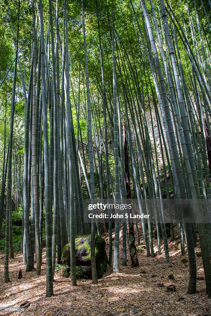 Hokokuji Bamboo Garden, sometimes call "the Bamboo Temple"...