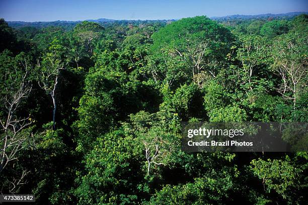 Dense tropical forest, view from canopy trees level of Amazon rain forest at Alta Floresta, Mato Grosso State, Brazil.