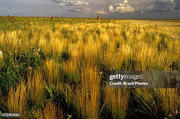 Vegetation of Cerrado, the regional name given to the Brazilian savannas, at Campo Limpo in the Parque Nacional das Emas , Goiás State, Brazil.