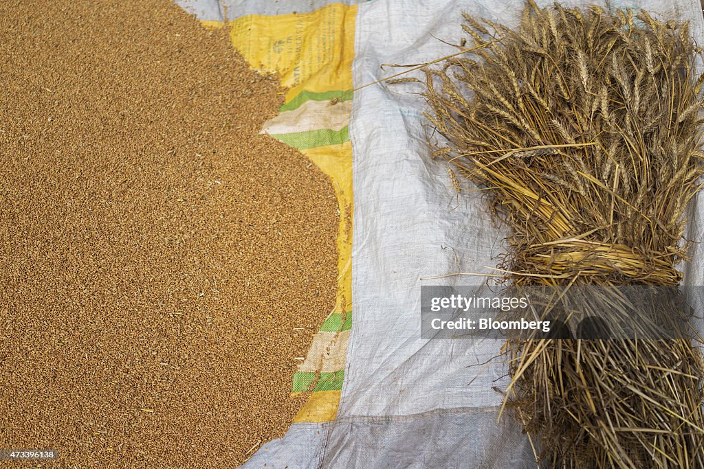 Wheat Production To Tumble As Unseasonal Rain And Hail Damage Crop