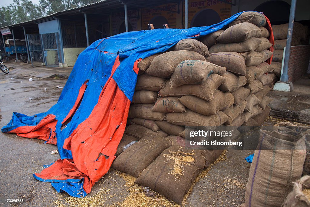 Wheat Production To Tumble As Unseasonal Rain And Hail Damage Crop