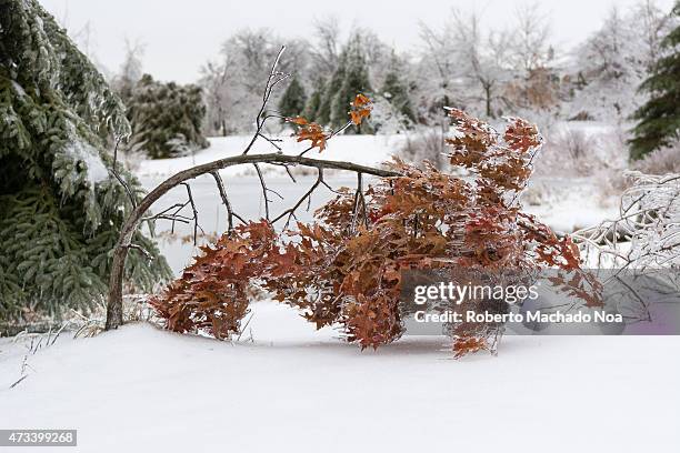 Freezing rain accumultion during the North American Ice Storm of December 2013: Collapsed and broken trees.
