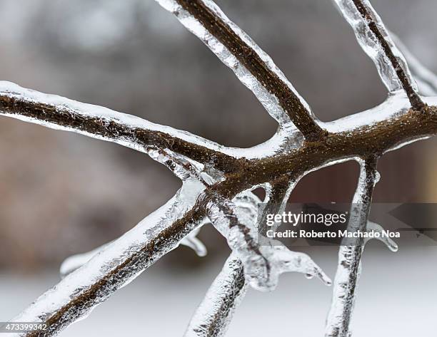 Freezing rain accumultion during the North American Ice Storm of December 2013: frozen branches details or patterns.