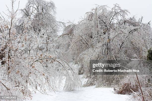 Freezing rain accumultion during the North American Ice Storm of December 2013: Collapsed and broken trees.