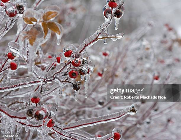 Freezing rain accumultion during the North American Ice Storm of December 2013: Frozen wild little red fruits.