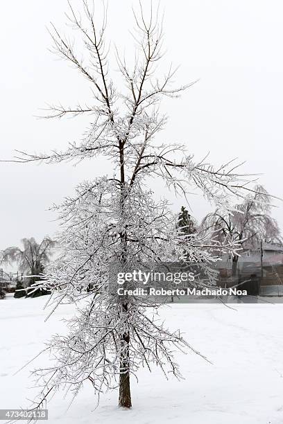 Freezing rain accumultion during the North American Ice Storm of December 2013: Frozen leafless tree.
