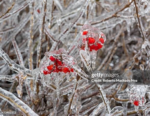 Freezing rain accumultion during the North American Ice Storm of December 2013: Little red wild fruits.