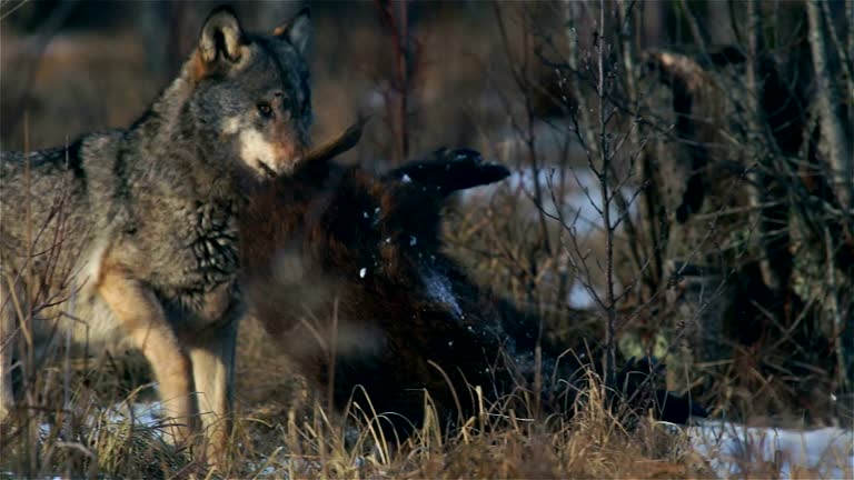 Wolves Feet 447 Wolf Feet Stock Videos, Footage, & 4K Video Clips - Getty Images