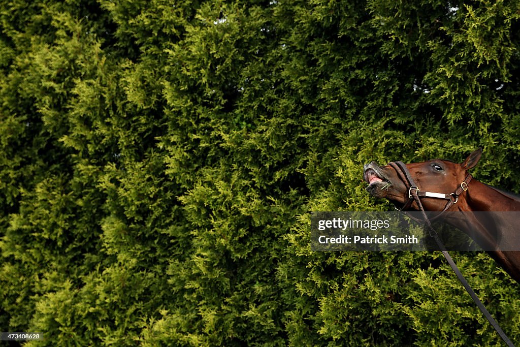 140th Preakness Stakes - Previews