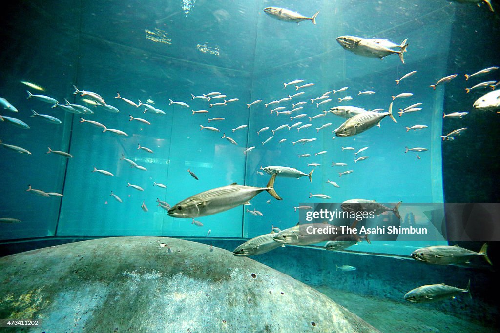 Striped Bonito Brought In Tank Many Tuna Died At Tokyo Aquarium