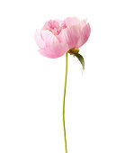 Pink peony with a single leave in white background