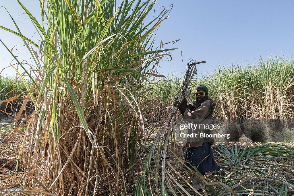 Sugar Production At Illovo Sugar Ltd.