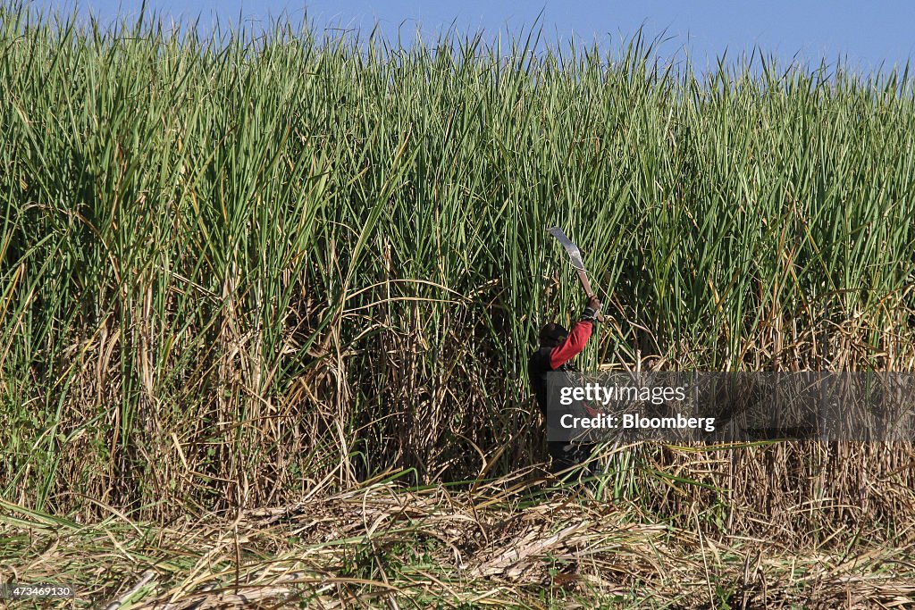 Sugar Production At Illovo Sugar Ltd.