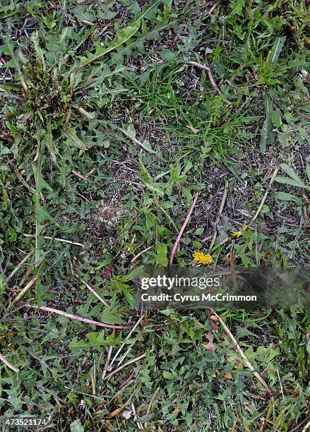 What do you do with a yard that is overrun with dandelions? Marko Mackovic owner of Highlands Landscaping talks about improvements to the yard of...