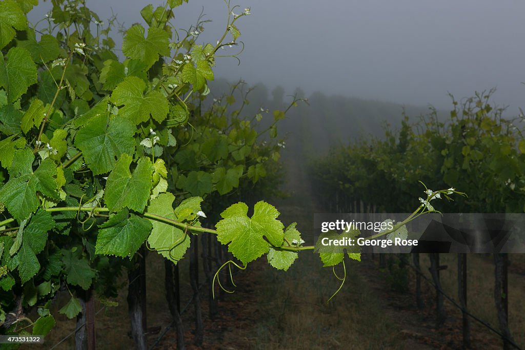 California Expecting Another Early Grape Harvest