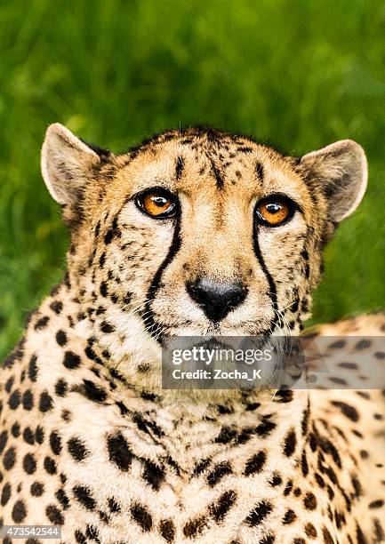 portrait of hunting cheetah in high grass - cheetah stock pictures, royalty-free photos & images