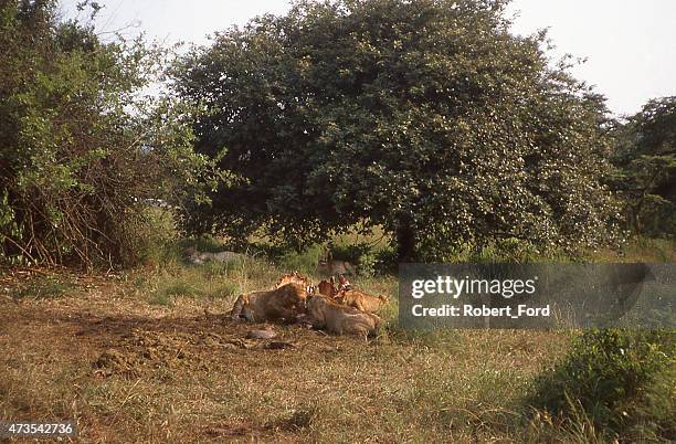 3-Day Akagera Game Drive Safari — Big Five Rwanda | Akagera & Apes
