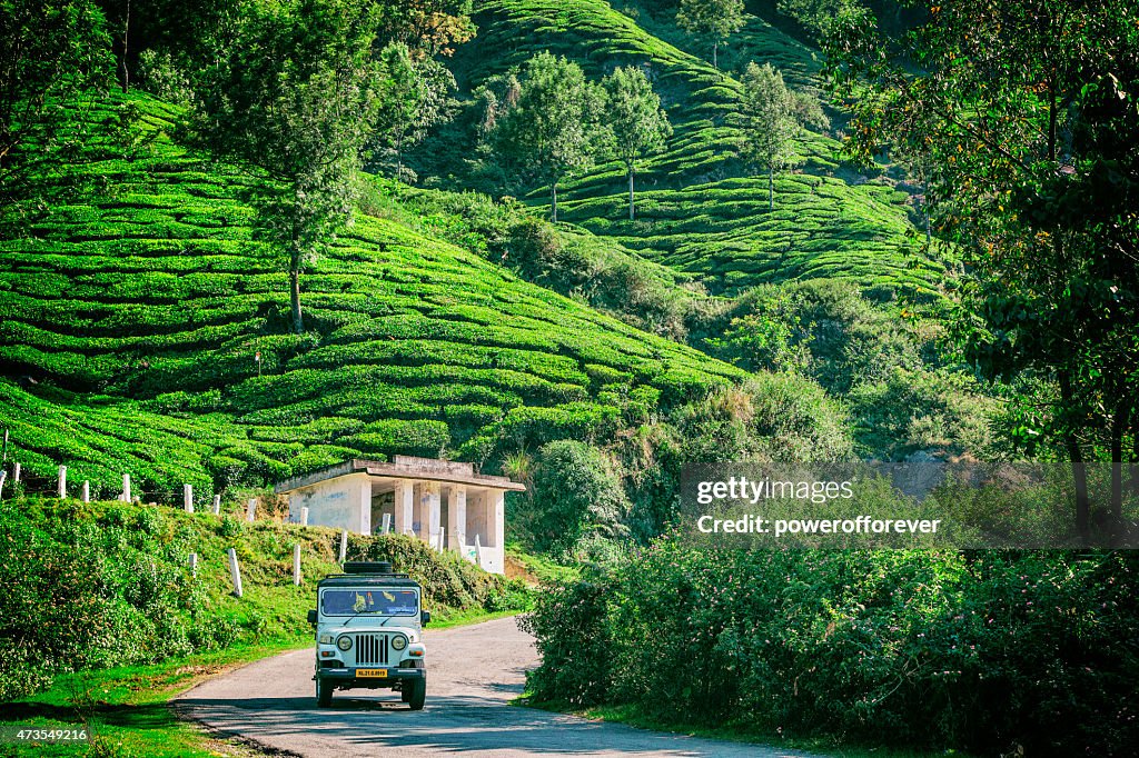 Mahindra Driving Through Tea Plantations in Munnar, India