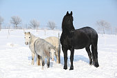 Two ponnies and one friesian mare in winter