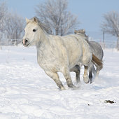Two gorgeous ponnies running together in winter