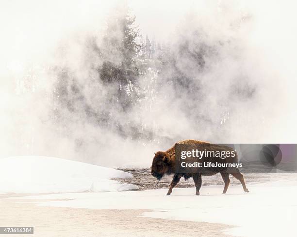 bison in a field of fog in yellowstone national park - amerikaanse bizon stockfoto's en -beelden