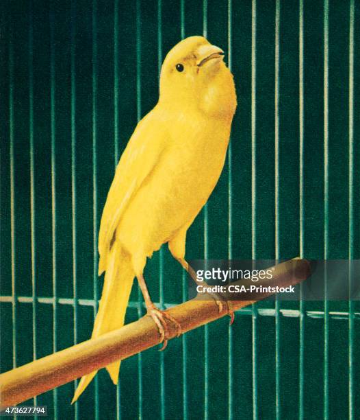 bildbanksillustrationer, clip art samt tecknat material och ikoner med yellow bird in cage - kanariefågel