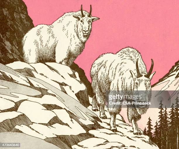 ilustraciones, imágenes clip art, dibujos animados e iconos de stock de dos mountain goats - cabra montés americana