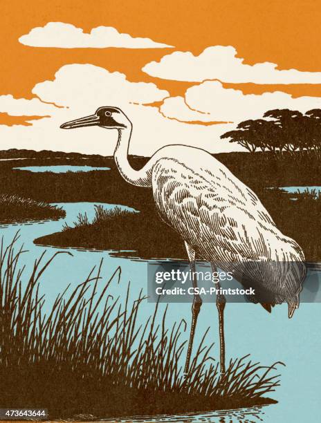 crane bird - swamp stock illustrations