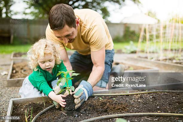 padre e figlia piantando un giardino - orto foto e immagini stock