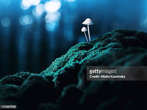 psychedelic mushrooms - mos plant stockfoto's en -beelden